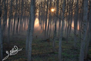 Bosquet-de-l´Empodà