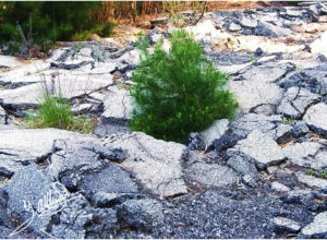 Força-de-la-natura