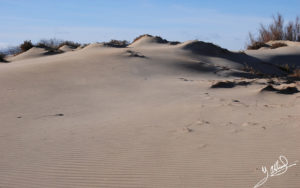 Dunes del delta de l´Ebre